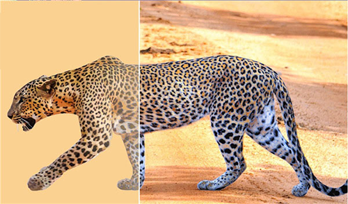 coreldraw软件下载论坛